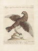 L'ornithologie a méthodiquement digéré Pl221 - Saverio Manetti — artwork view