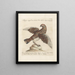 L'ornithologie a méthodiquement digéré Pl221 - Saverio Manetti — framed artwork on a wall