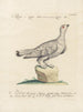 Ornithology Painting methodically digested Pl222 - Saverio Manetti — artwork view