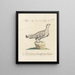 Ornithology Painting methodically digested Pl222 - Saverio Manetti — framed artwork on a wall