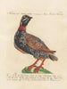 Ornithology Painting methodically digested Pl223 - Saverio Manetti — artwork view