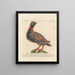 Ornithology Painting methodically digested Pl223 - Saverio Manetti — framed artwork on a wall