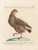 L'ornithologie a méthodiquement digéré Pl224 - Saverio Manetti — artwork view