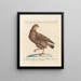 L'ornithologie a méthodiquement digéré Pl224 - Saverio Manetti — framed artwork on a wall