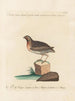Ornithology Painting methodically digested Pl225 - Saverio Manetti — artwork view