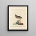Ornithology Painting methodically digested Pl225 - Saverio Manetti — framed artwork on a wall
