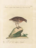 Ornithology painting methodically digested Pl226 - Saverio Manetti — artwork view