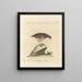 Ornithology painting methodically digested Pl226 - Saverio Manetti — framed artwork on a wall