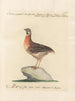 L'ornithologie a méthodiquement digéré Pl227 - Saverio Manetti — artwork view