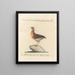 L'ornithologie a méthodiquement digéré Pl227 - Saverio Manetti — framed artwork on a wall