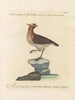 Ornithology painting methodically digested Pl228 - Saverio Manetti — artwork view