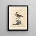 Ornithology painting methodically digested Pl228 - Saverio Manetti — framed artwork on a wall