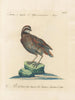 Ornithology Painting methodically digested Pl229 - Saverio Manetti — artwork view