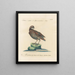 Ornithology Painting methodically digested Pl229 - Saverio Manetti — framed artwork on a wall