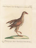 Ornithology systematically digested Painting Pl230 - Saverio Manetti — artwork view
