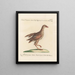 Ornithology systematically digested Painting Pl230 - Saverio Manetti — framed artwork on a wall