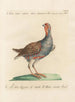 L'ornithologie a méthodiquement digéré Pl231 - Saverio Manetti — artwork view