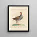 L'ornithologie a méthodiquement digéré Pl231 - Saverio Manetti — framed artwork on a wall