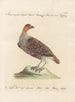 L'ornithologie a méthodiquement digéré Pl232 - Saverio Manetti — artwork view