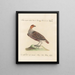L'ornithologie a méthodiquement digéré Pl232 - Saverio Manetti — framed artwork on a wall