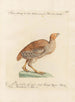 L'ornithologie a méthodiquement digéré Pl233 - Saverio Manetti — artwork view