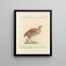 L'ornithologie a méthodiquement digéré Pl233 - Saverio Manetti — framed artwork on a wall