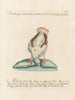 L'ornithologie a méthodiquement digéré Pl234 - Saverio Manetti — artwork view