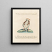 L'ornithologie a méthodiquement digéré Pl234 - Saverio Manetti — framed artwork on a wall