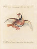 Ornithology Painting methodically digested Pl235 - Saverio Manetti — artwork view