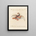 Ornithology Painting methodically digested Pl235 - Saverio Manetti — framed artwork on a wall
