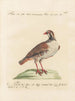 L'ornithologie méthodiquement digérée Pl236 - Saverio Manetti — artwork view