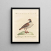 L'ornithologie méthodiquement digérée Pl236 - Saverio Manetti — framed artwork on a wall