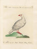 L'ornithologie méthodiquement digérée Pl237 - Saverio Manetti — artwork view