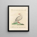 L'ornithologie méthodiquement digérée Pl237 - Saverio Manetti — framed artwork on a wall