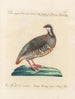 Ornithology methodically digested Pl238 - Saverio Manetti — artwork view