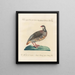 Ornithology methodically digested Pl238 - Saverio Manetti — framed artwork on a wall