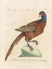 Ornithology painting methodically digested Pl240 - Saverio Manetti — artwork view