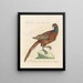 Ornithology painting methodically digested Pl240 - Saverio Manetti — framed artwork on a wall