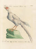 L'ornithologie méthodiquement digérée Pl241 - Saverio Manetti — artwork view