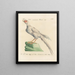 L'ornithologie méthodiquement digérée Pl241 - Saverio Manetti — framed artwork on a wall