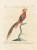 L'ornithologie méthodiquement digérée Pl242 - Saverio Manetti — artwork view