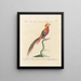 L'ornithologie méthodiquement digérée Pl242 - Saverio Manetti — framed artwork on a wall