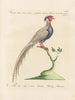 L'ornithologie méthodiquement digérée Pl243 - Saverio Manetti — artwork view