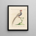 L'ornithologie méthodiquement digérée Pl243 - Saverio Manetti — framed artwork on a wall