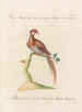 L'ornithologie méthodiquement digérée Pl244 - Saverio Manetti — artwork view