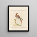 L'ornithologie méthodiquement digérée Pl244 - Saverio Manetti — framed artwork on a wall