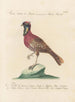 Ornithology systematically digested Pl245 - Saverio Manetti — artwork view