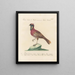 Ornithology systematically digested Pl245 - Saverio Manetti — framed artwork on a wall