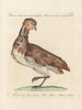 L'ornithologie méthodiquement digérée Pl246 - Saverio Manetti — artwork view