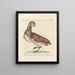 L'ornithologie méthodiquement digérée Pl246 - Saverio Manetti — framed artwork on a wall